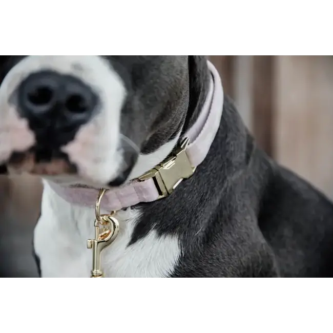 kentucky Hondenband velvet