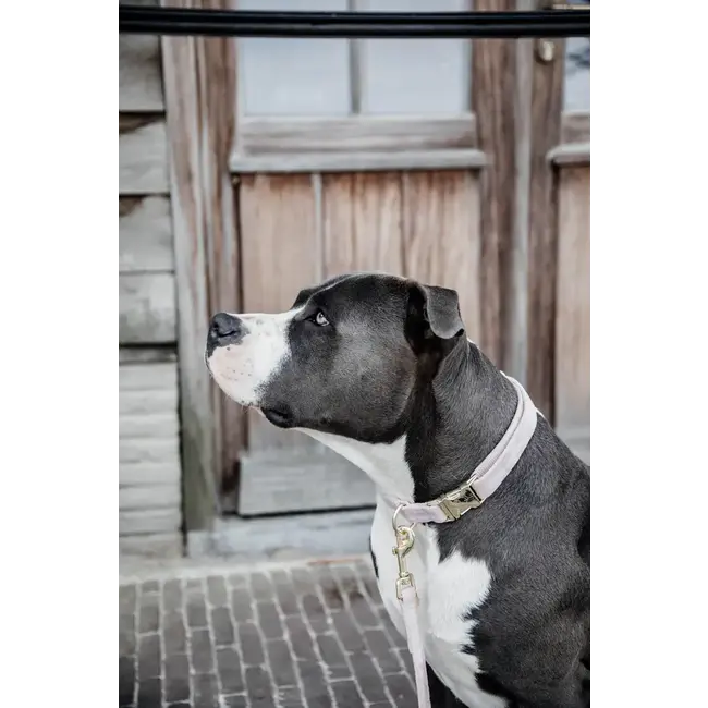 kentucky Hondenband velvet