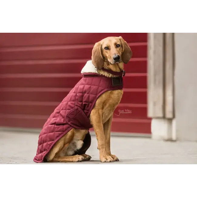 kentucky Hondenjas Original 160gram