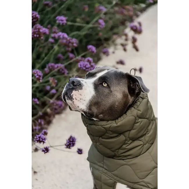 kentucky Hondenjas winter Pina 160 gr