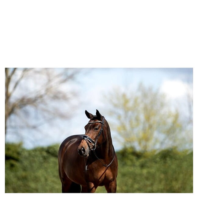 Anky Hoofdstel ATH16003