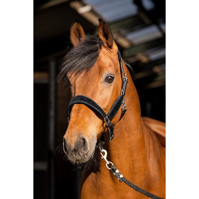 Showtime Halster Wisconsin