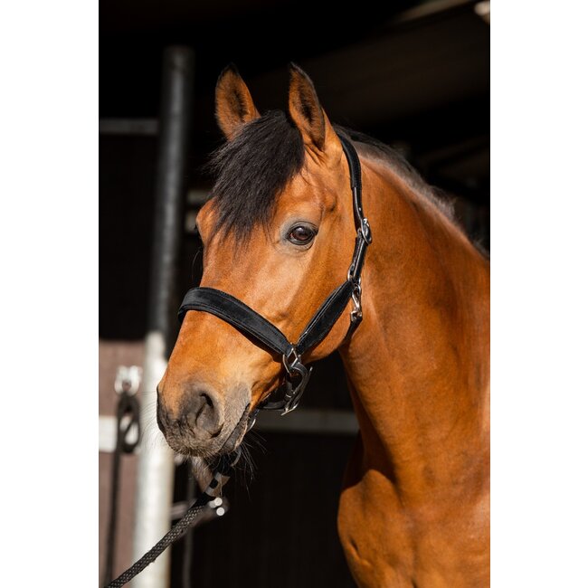 Showtime Halster Wisconsin