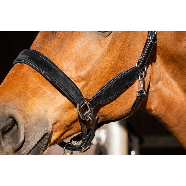 Showtime Halster Wisconsin