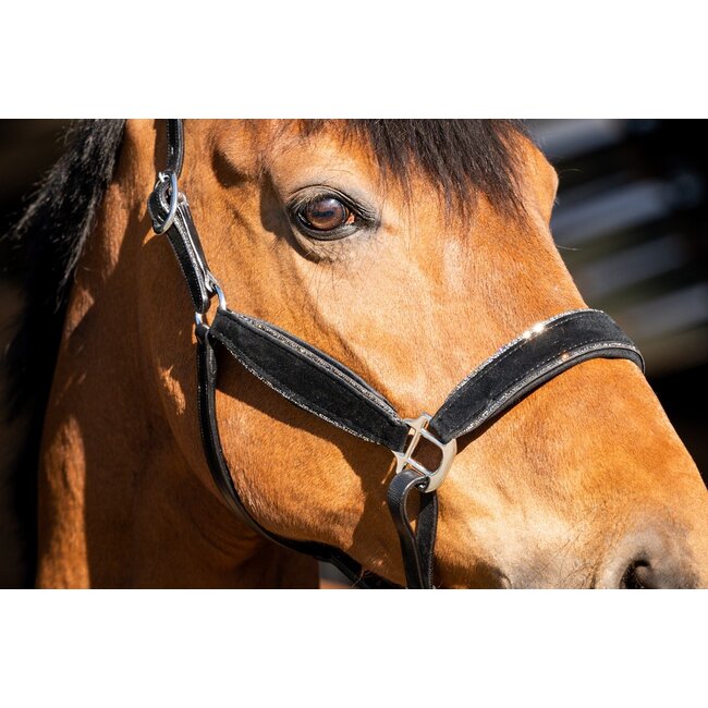 Showtime Halster Wisconsin