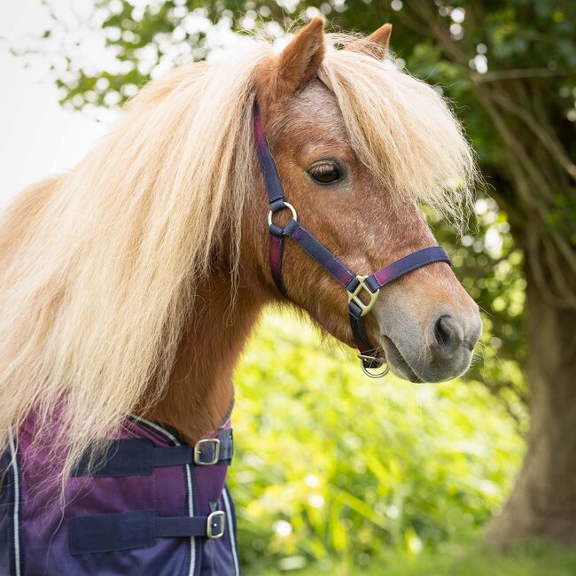 Qhp Halsterset Jaily