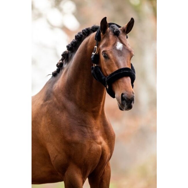 Showtime Halster allround teddy