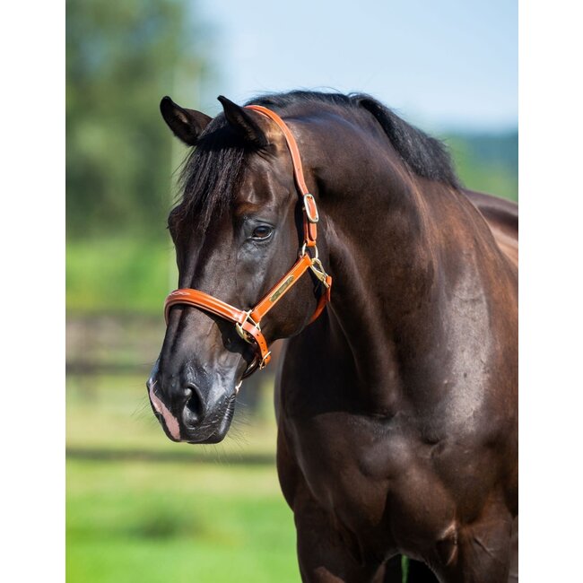Showtime Lederen halster Horse name