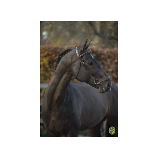 LJ  Leathers Hoofdstel LJ New pro lage neusriem