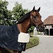 kentucky Borstbeschermer Naturel
