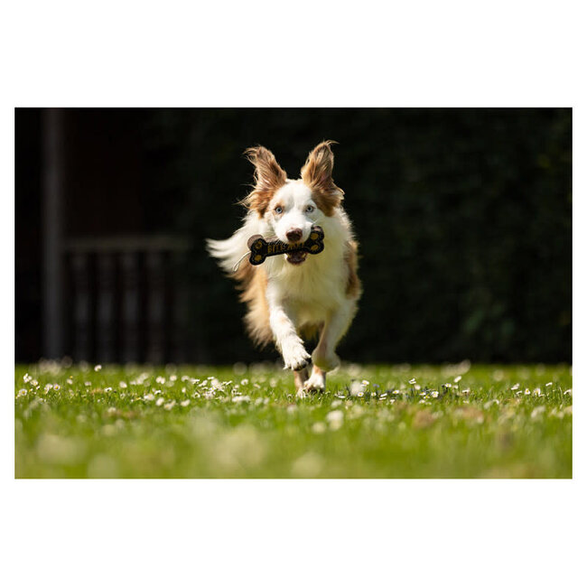 BR Hondenspeeltje bot