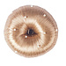 Horka Haarnet Pearl