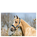 BR Mini Horse halster met touw