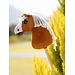 LeMieux Mini Hobby Horse