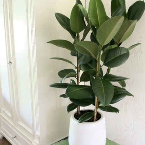 Makkelijke kamerplanten