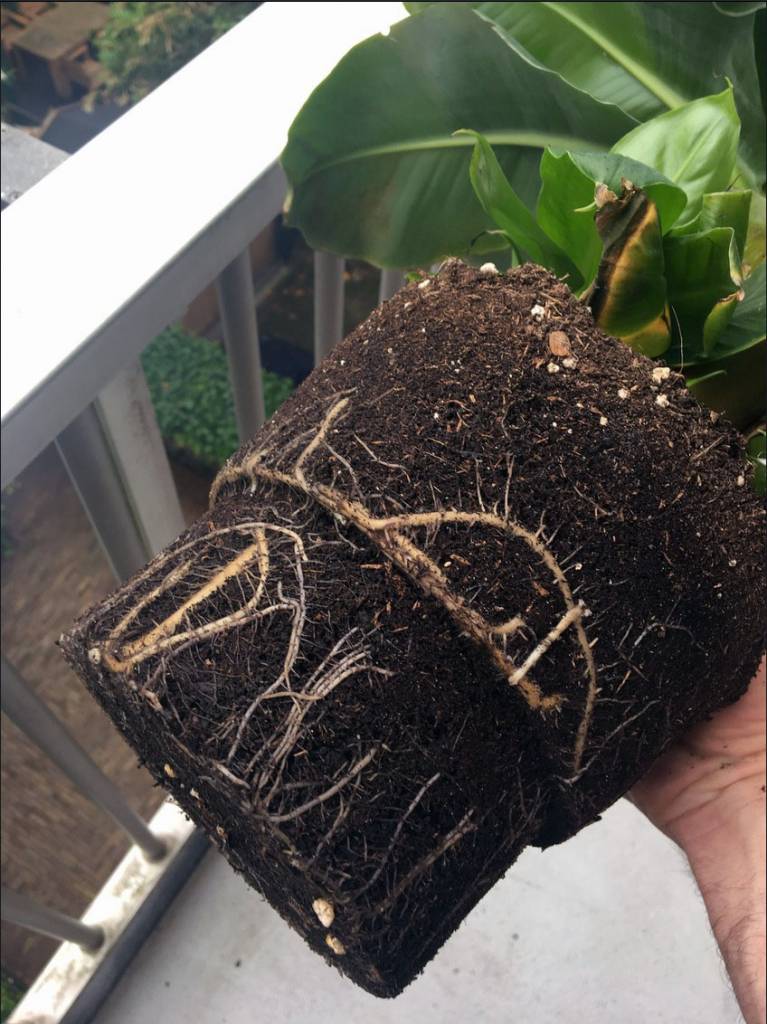Heeft mijn plant te veel water gehad?