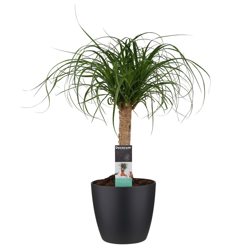 Decorum Beaucarnea Recht met Elho brussels living black (BR19CD - 19x55 cm)
