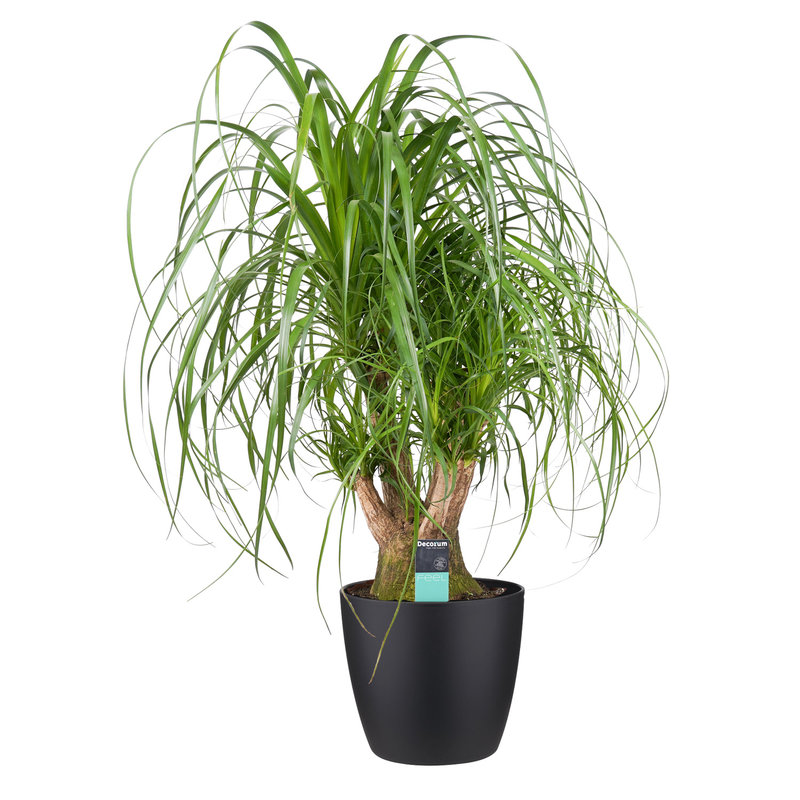 Decorum Beaucarnea Vertakt met Elho brussels antracite (BV27D - 27x80 cm)