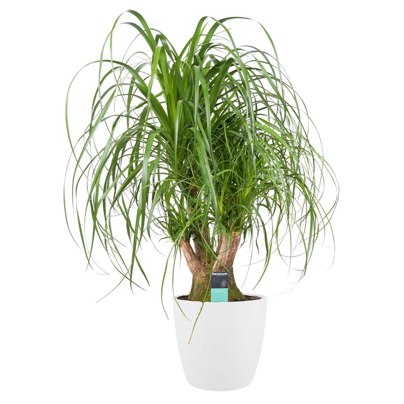 Decorum Beaucarnea Vertakt met Elho brussels white (BV27D - 27x80 cm)