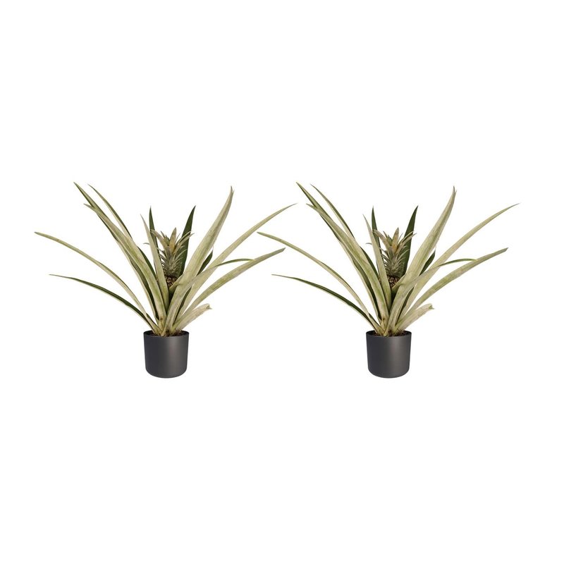 Decorum Duo 2 x Ananas Champaca met Elho B.for soft antracite (14x55 cm)