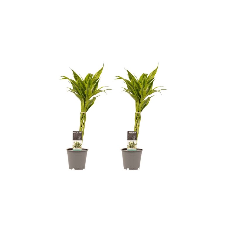 Decorum Duo 2 x Dracaena Sandriana gold (12x45 cm)