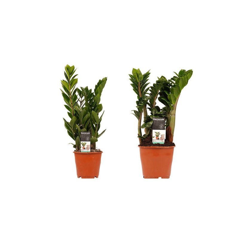Decorum Combi 1 x Zamio Zenzi 1 x Zamio Culcas (14x40 cm)