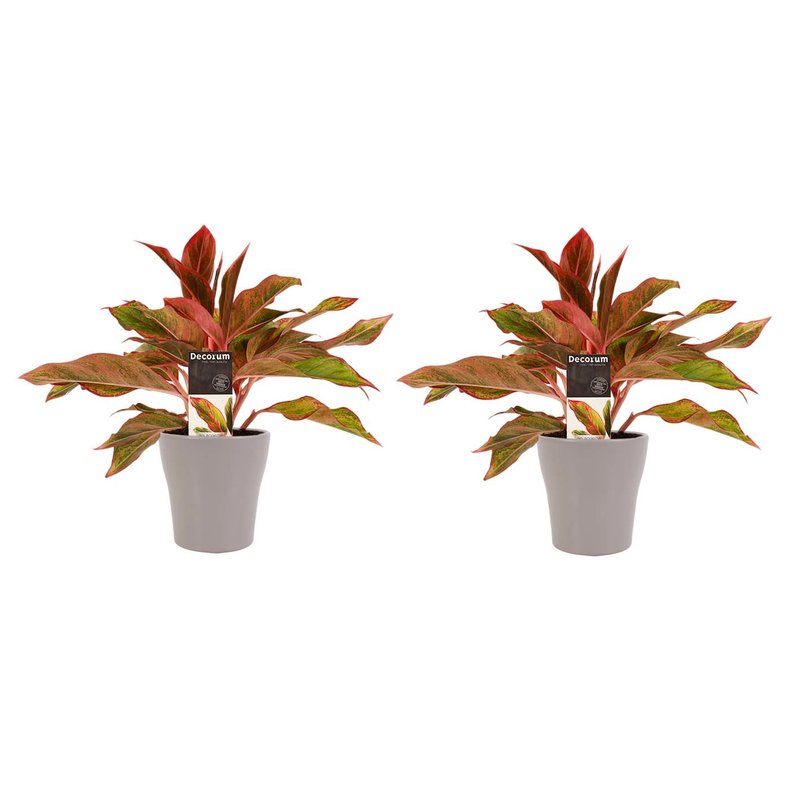 Decorum Duo 2 x Aglaonema Crete met Anna taupe (12x25 cm)