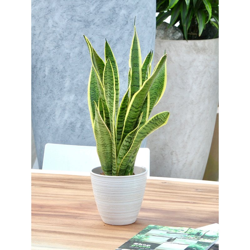 Sanseveria, vrouwentong (Sanseveria laurentii - 14x50 cm)