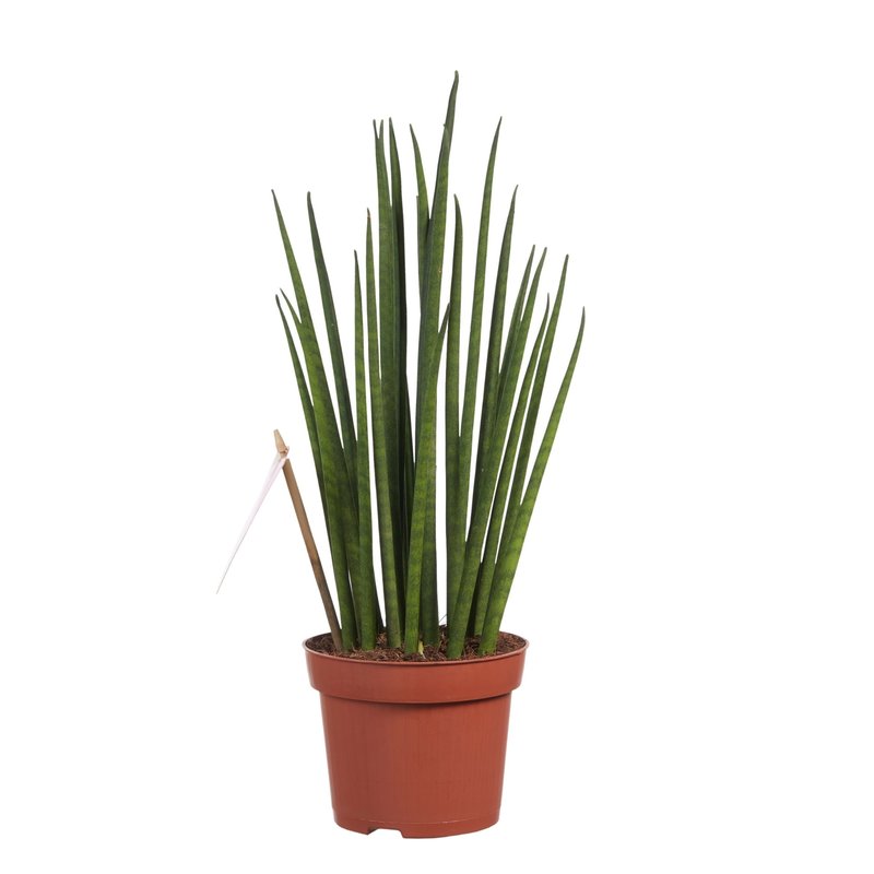Sanseveria (Sanseveria Mikado - 12x40 cm)