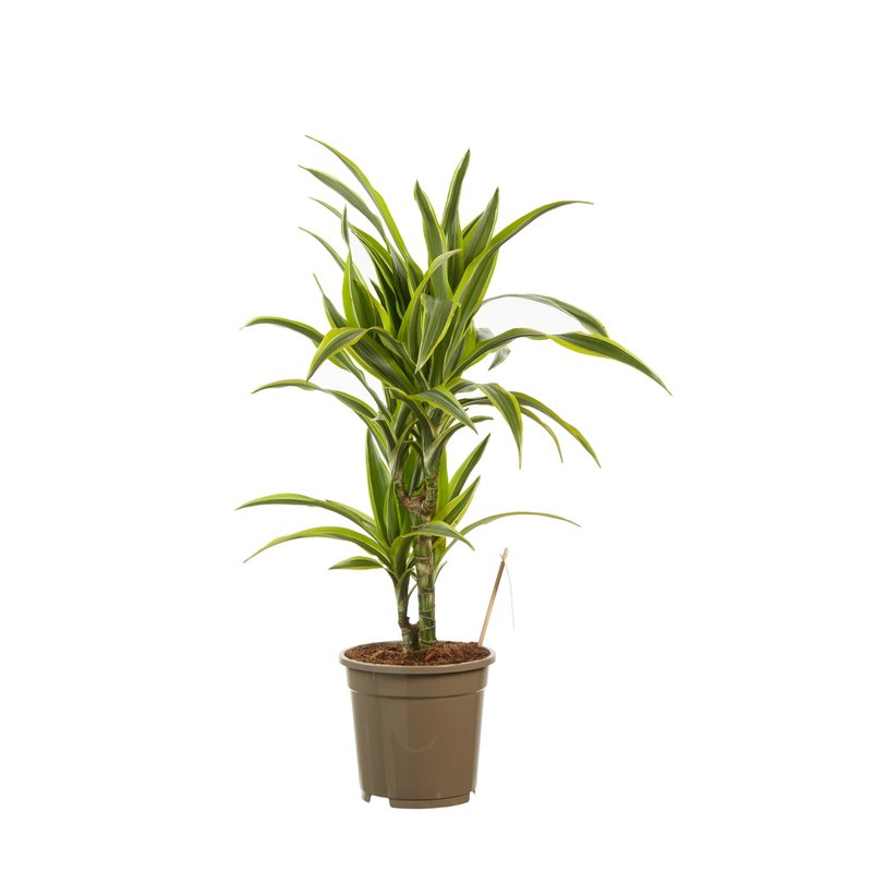Dracaena lemon Lime (Dracaena dermensis Lemon Lime - 17x70 cm)
