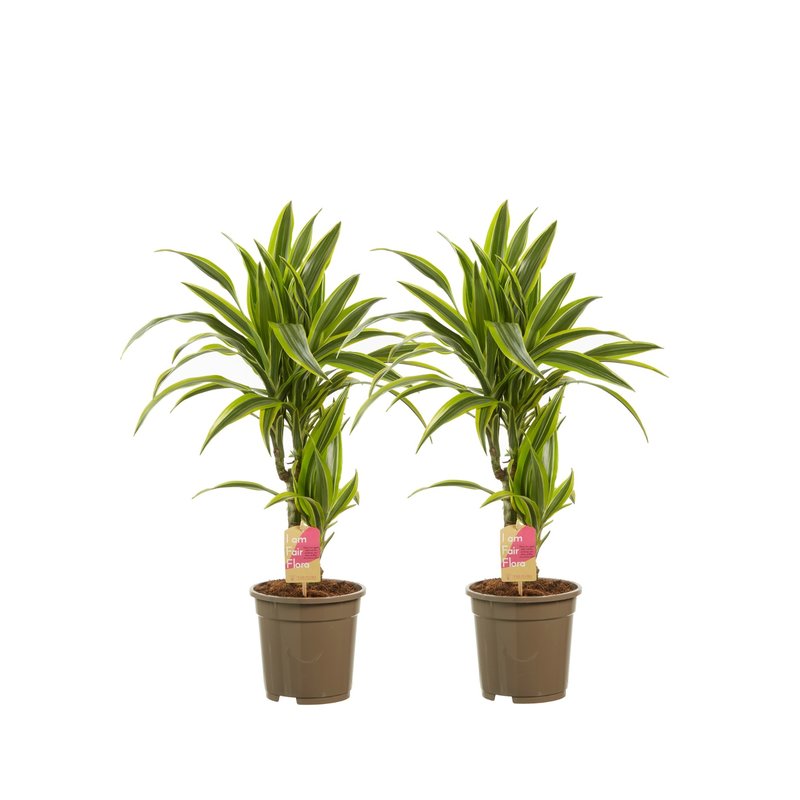 Dracaena lemon Lime (Dracaena dermensis Lemon Lime - 17x70 cm)