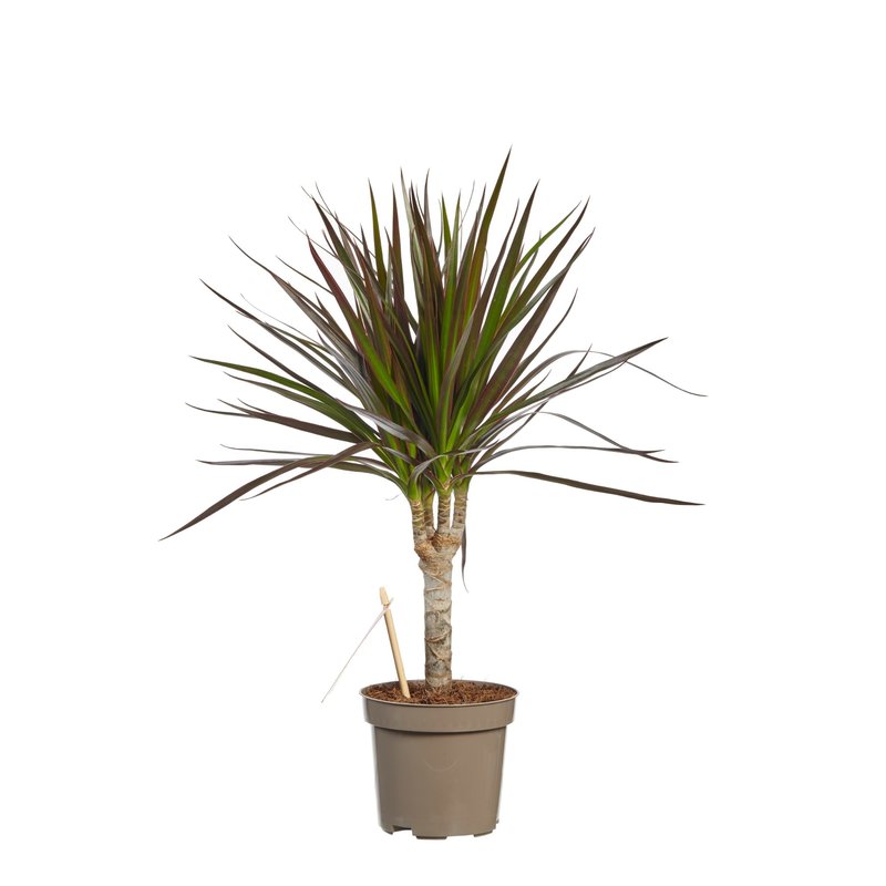 Dracaena Margenta (Dracaena marginata Margenta - 11x45 cm)