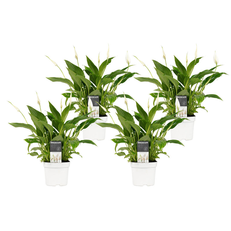 Decorum Spathiphyllum Bellini (4 stuks) (SPA12WEB01 - 13x40 cm)