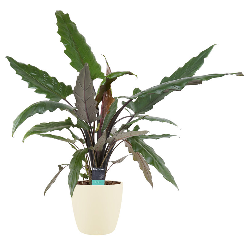 Decorum Alocasia Lauterbachiana met Elho brussels soap (dpallaut19 - 19x80 cm)