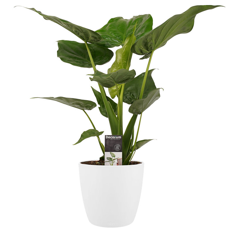 Decorum Alocasia Cucullata - Elho brussels white (DPCuculla - 19x65 cm)