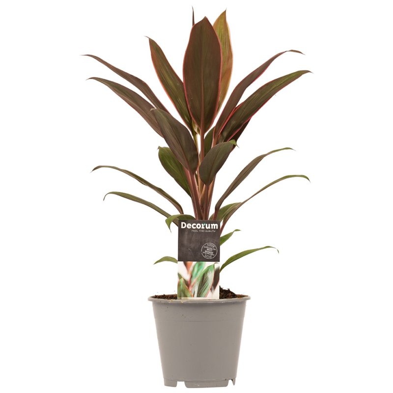 Decorum Cordyline Rumba (12x40 cm)