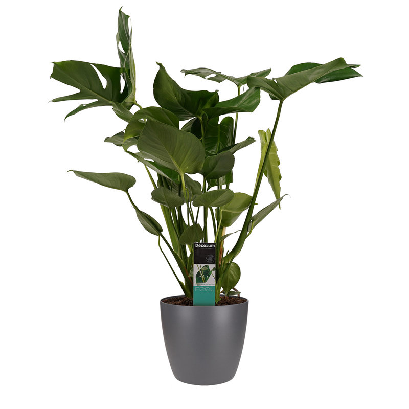 Decorum Monstera Deliciosa - Elho brussels antracite (DPmdel21 - 21x70 cm)