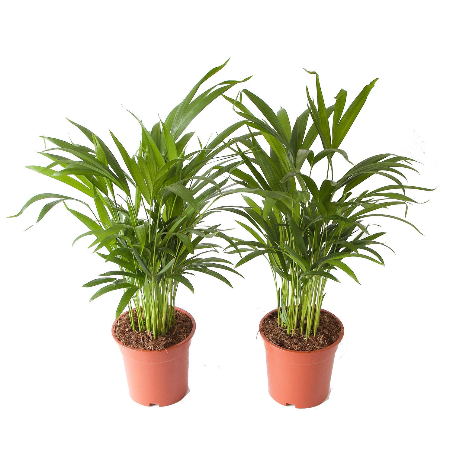 Goudpalm (Areca / Dypsis Palm) (PNLDYP17 - 17x65 cm)