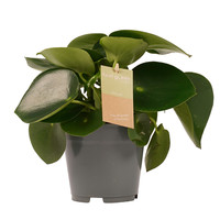 thumb-Decorum Peperomia Raindrop Feel Green (640255 - 14x35 cm)-1