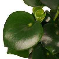 thumb-Decorum Peperomia Raindrop Feel Green (640255 - 14x35 cm)-2