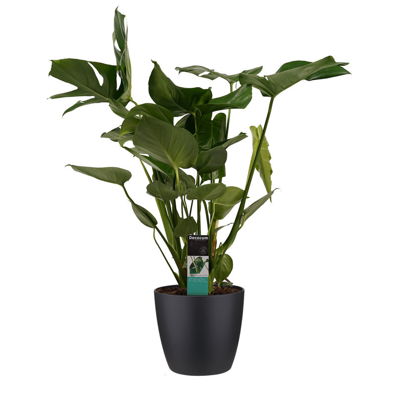 Decorum Monstera Deliciosa - Elho brussels black (DPmdel21 - 21x70 cm)
