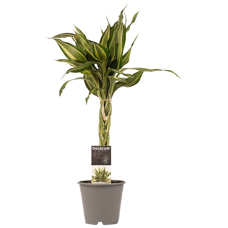 Decorum Dracaena Sandriana victory (12x45 cm)