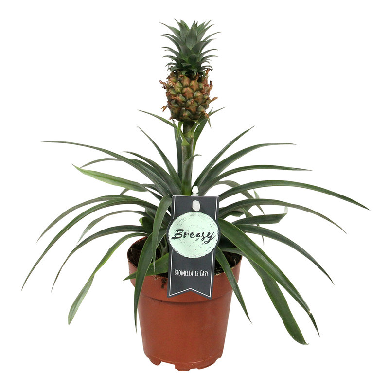 Ananas Corona single (Cor01 - 12x35 cm)