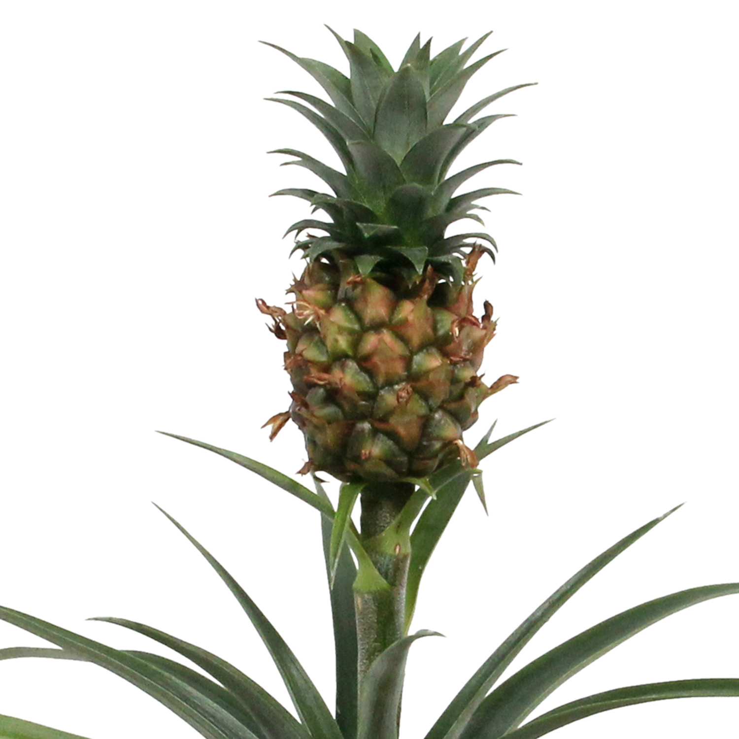 Ananas Corona single (Cor01 - 12x35 cm)