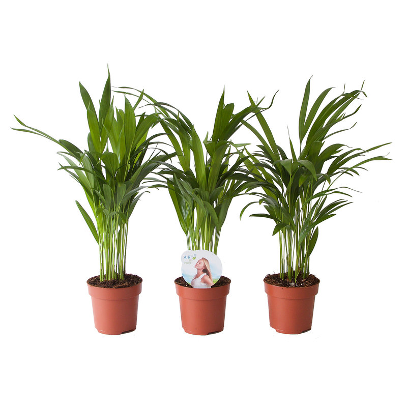 Goudpalm (Areca / Dypsis Palm) (PNLDYP12 - 12x45 cm)