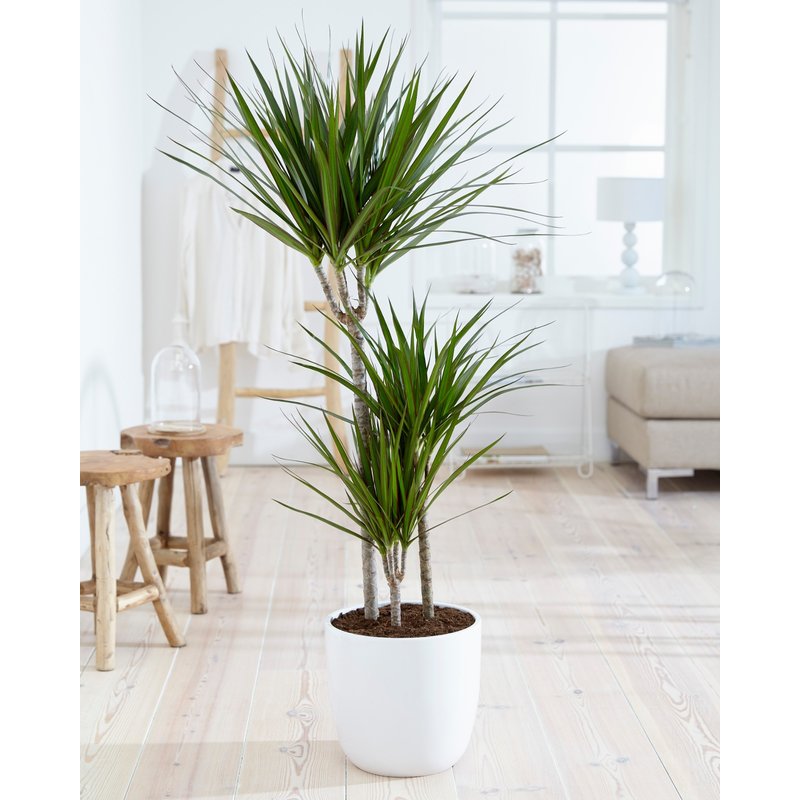 Dracaena Marginata (24x125 cm)