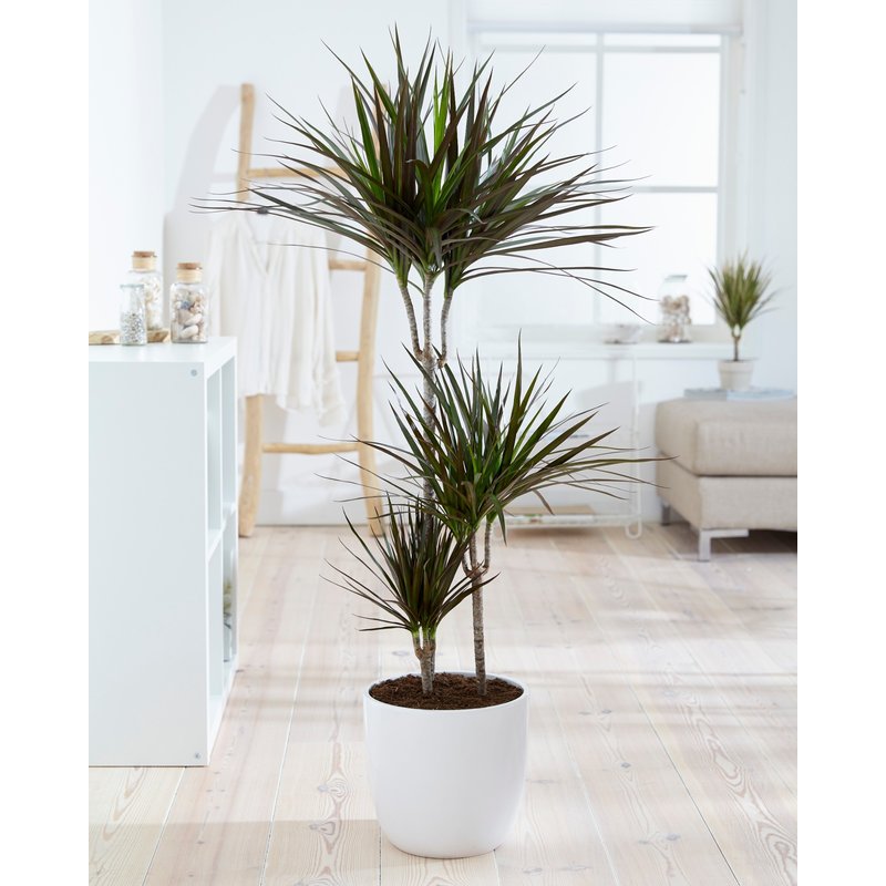Dracaena Margenta (Dracaena marginata Margenta - 24x125 cm)