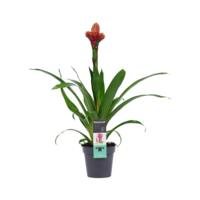 thumb-Decorum Guzmania Mixxta (MIXXST - 13x60 cm)-1