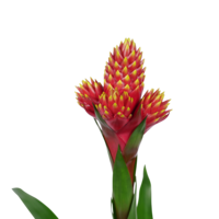 thumb-Decorum Guzmania Mixxta (MIXXST - 13x60 cm)-2