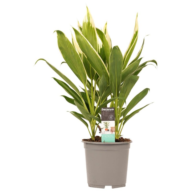 Decorum Cordyline new Conga (19x60 cm)